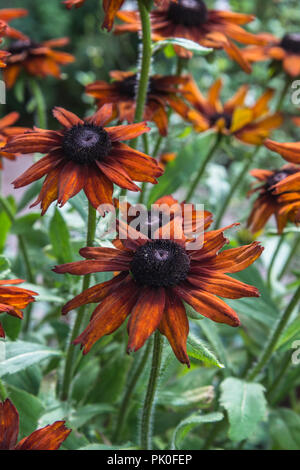 L'été des fleurs orange de l'Echibeckia Rudbecki vivace herbacée ou Summerina Orange dans un jardin. Banque D'Images