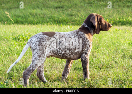 Braque Allemand, un kurtshaar allemand chiot tacheté se lever avec la tête relevée, photo de profil, dans le contexte de l'herbe verte, Banque D'Images