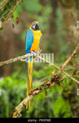 Blue-and-yellow Macaw - Ara ararauna, grand beau perroquet coloré de l'Amérique du Sud les forêts et les terres boisées. Banque D'Images