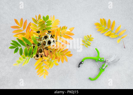 Les feuilles des arbres ashberry colorés dans un vase et golden lotus garden clippers, sur fond de béton. Humeur d'automne. Banque D'Images