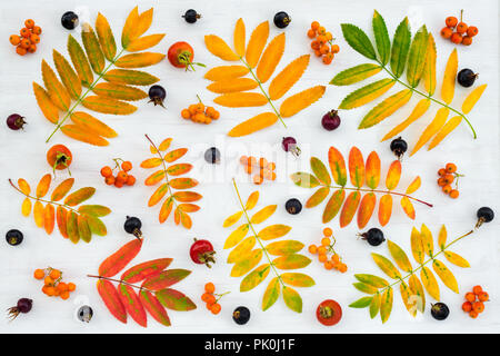 Mise à plat d'automne. Les feuilles des arbres Ashberry, baies, et une variété de Wild rose fruits sur fond en bois peint. Banque D'Images