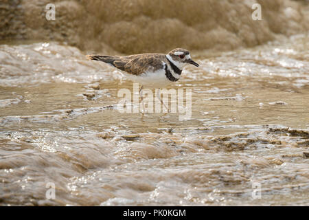 Le Pluvier kildir (Charadrius vociferus) alimentation dans des Mammoth Hot Springs, Parc National de Yellowstone Banque D'Images