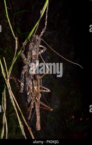 Une paire d'accouplement des phasmides (stick) les insectes dans la forêt pluviale la nuit dans le parc national du Gunung Mulu, Sarawak, l'Est de la Malaisie, Bornéo Banque D'Images