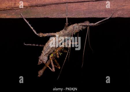 Une paire d'accouplement des phasmides (stick) les insectes dans la forêt pluviale la nuit dans le parc national du Gunung Mulu, Sarawak, l'Est de la Malaisie, Bornéo Banque D'Images