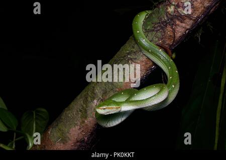 Un Pit Viper carénées de Bornéo (Tropidolaemus subannulatus) dans la nuit dans le parc national du Gunung Mulu, Sarawak, l'Est de la Malaisie, Bornéo Banque D'Images