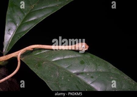 Un escargot à tête de serpent manger-Aplopeltura (BOA) de nuit dans le parc national du Gunung Mulu, Sarawak, l'Est de la Malaisie, Bornéo Banque D'Images