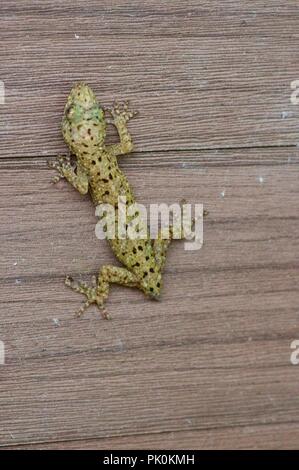 Une chambre (Gecko Gekko monarchus) sur un bâtiment en bois dans le parc national du Gunung Mulu, Sarawak, l'Est de la Malaisie, Bornéo Banque D'Images