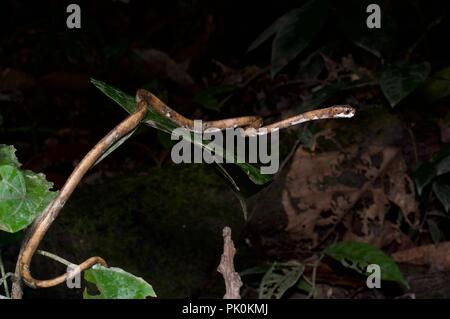 Un escargot à tête de serpent manger-Aplopeltura (BOA) de nuit dans le parc national du Gunung Mulu, Sarawak, l'Est de la Malaisie, Bornéo Banque D'Images