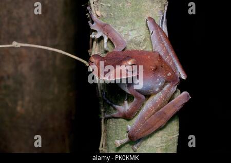 Une grenouille d'arbre (l'Collett Polypedates colletti) perché sur un petit arbre dans le parc national du Gunung Mulu, Sarawak, l'Est de la Malaisie, Bornéo Banque D'Images