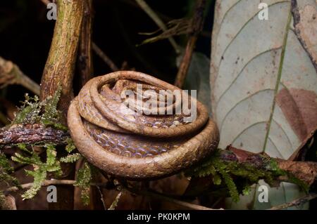 Un escargot à tête de serpent manger-Aplopeltura (BOA) dans une bobine défensive dans le parc national du Gunung Mulu, Sarawak, l'Est de la Malaisie, Bornéo Banque D'Images