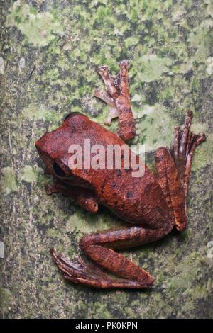 Une rainette bagués (Rhacophorus fasciatura) perché sur un tronc d'arbre dans le parc national du Gunung Mulu, Sarawak, l'Est de la Malaisie, Bornéo Banque D'Images