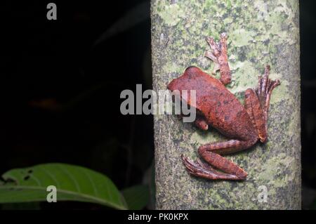 Une rainette bagués (Rhacophorus fasciatura) perché sur un tronc d'arbre dans le parc national du Gunung Mulu, Sarawak, l'Est de la Malaisie, Bornéo Banque D'Images