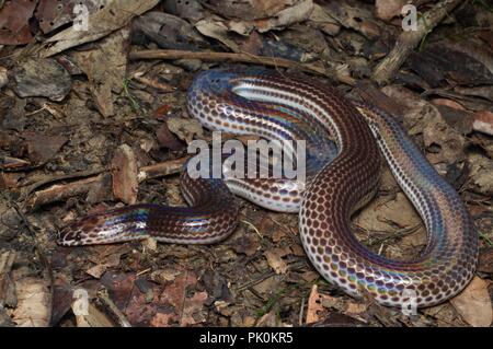 Un serpent (Sunbeam Xenopeltis unicolor) sur le sol de la forêt dans le parc national du Gunung Mulu, Sarawak, l'Est de la Malaisie, Bornéo Banque D'Images