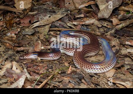 Un serpent (Sunbeam Xenopeltis unicolor) sur le sol de la forêt dans le parc national du Gunung Mulu, Sarawak, l'Est de la Malaisie, Bornéo Banque D'Images