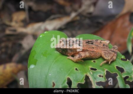 Une petite forêt Toad (Ingerophrynus divergens) aplatie d'une feuille dans le parc national du Gunung Mulu, Sarawak, l'Est de la Malaisie, Bornéo Banque D'Images