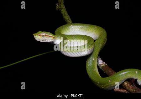 Un Pit Viper carénées de Bornéo (Tropidolaemus subannulatus) dans la nuit dans le parc national du Gunung Mulu, Sarawak, l'Est de la Malaisie, Bornéo Banque D'Images