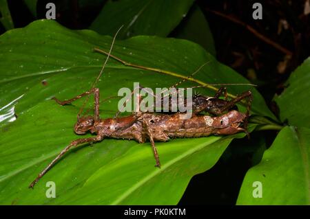 Une paire d'accouplement des phasmides (stick) les insectes dans la forêt pluviale la nuit dans le parc national du Gunung Mulu, Sarawak, l'Est de la Malaisie, Bornéo Banque D'Images