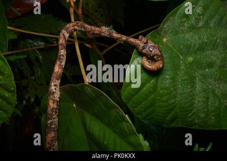 Un escargot à tête de serpent manger-Aplopeltura (BOA) de nuit dans le parc national du Gunung Mulu, Sarawak, l'Est de la Malaisie, Bornéo Banque D'Images