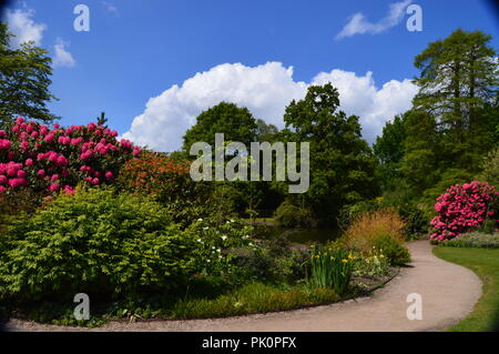 Paysage à Dunham Massey Altrincham Rhododendrons et le lac Banque D'Images