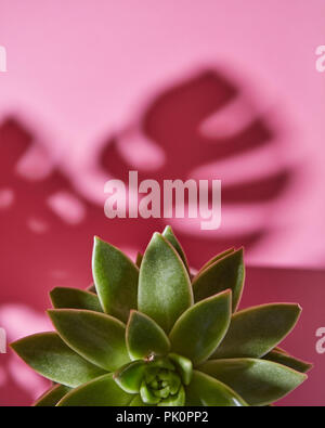 La vue de la composition avec une seule plante succulente evergreen est Eichveria, disque ombre plante est Eichveria d'ombres douces de Monstera plante P Banque D'Images