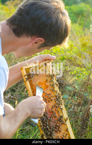 Cadres d'une ruche. La tenue d'un apiculteur plein de nid d'abeilles Banque D'Images