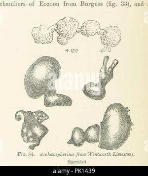 Libre à partir de la page 168 de "l'aube de la vie sur terre étant de l'histoire des plus anciens restes fossiles, et leurs relations de temps géologique et au développement de l'animal kingdom ... Deuxième mille' . Banque D'Images