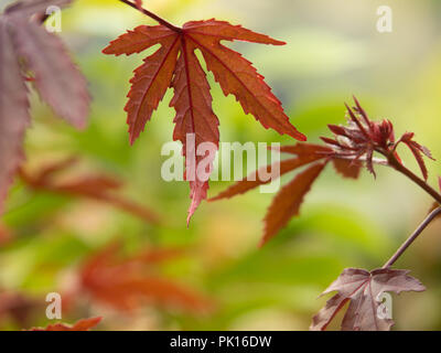 Changement de couleur des feuilles d'érable japonais au rouge à l'automne sur fond vert naturel Banque D'Images