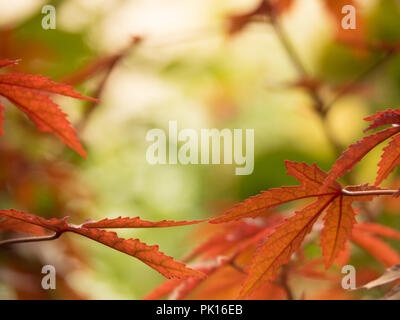 Changement de couleur des feuilles d'érable japonais au rouge à l'automne sur fond vert naturel Banque D'Images