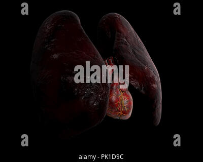 Les droits de l'anatomie cardiaque et pulmonaire, 3d illustration sur fond noir Banque D'Images