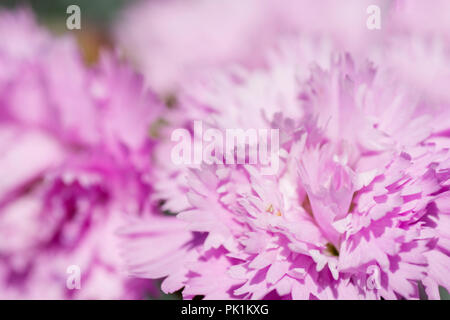 Une extreme close up of a pink carnation flower. Banque D'Images