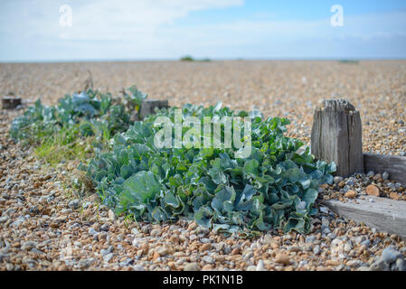 Kale Crambe maritima (mer) sur une plage Banque D'Images