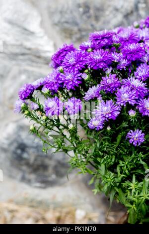 Henry a appelé Aster Aster Mauve - J'ai de nouveau la Belgique (New York Aster) fleurs d'automne Banque D'Images