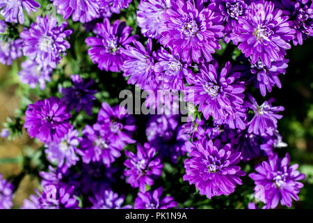 Henry a appelé Aster Aster Mauve - J'ai de nouveau la Belgique (New York Aster) fleurs d'automne Banque D'Images