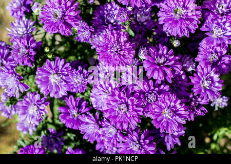 Henry a appelé Aster Aster Mauve - J'ai de nouveau la Belgique (New York Aster) fleurs d'automne Banque D'Images