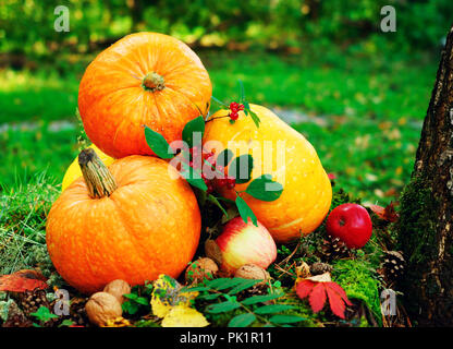 Citrouilles orange vif avec des pommes rouges, de noix, de cônes dans la forêt d'automne sur la mousse verte, sur une vieille souche de bouleau Banque D'Images
