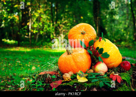 Citrouilles orange vif avec des pommes rouges, de noix, de cônes dans la forêt d'automne sur la mousse verte, sur une vieille souche de bouleau Banque D'Images