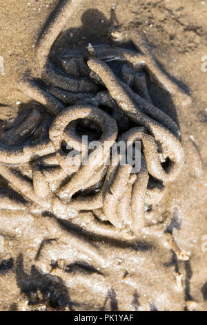 Lugworm jette sur le rivage Banque D'Images