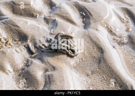 Lugworm jette sur le rivage Banque D'Images