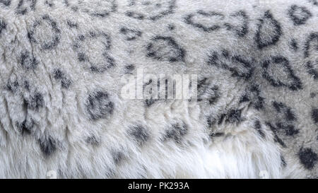 Fourrure d'une femelle snow leopard Banque D'Images