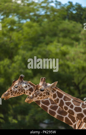 Libre à la girafe couple dans la nature Banque D'Images