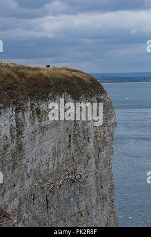 Bassan nicheurs à Bempton Cliffs près de Cherbourg, sur la côte est du Yorkshire Banque D'Images