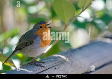 Robin - chant (Erithacus rubecula aux abords) Rouge-gorge - chantant Banque D'Images