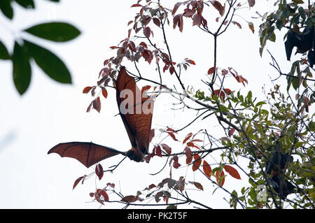 Grand Flying Fox (Pteropus vampyrus) - Le Sud de la Thaïlande Roussette de Malaisie - Grand renard volant Banque D'Images