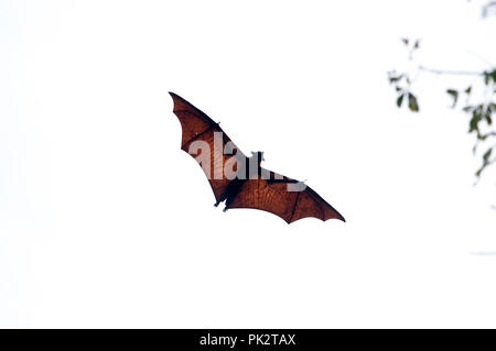 Grand Flying Fox (Pteropus vampyrus) - Le Sud de la Thaïlande Roussette de Malaisie - Grand renard volant Banque D'Images