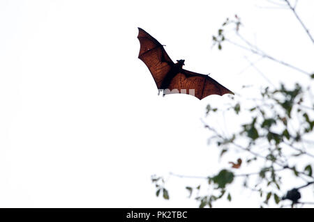 Grand Flying Fox (Pteropus vampyrus) - Le Sud de la Thaïlande Roussette de Malaisie - Grand renard volant Banque D'Images