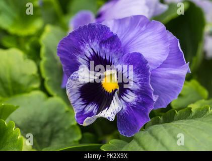 Seule fleur pourpre de l'Assemblée Pansy MARINA" (Viola x wittrockiana) à l'automne dans le West Sussex, Royaume-Uni. Purple pensées. Banque D'Images