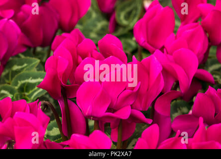 Cyclamen violet foncé veloutée, une allure hardy Cyclamen fleur en automne dans le West Sussex, Angleterre, Royaume-Uni. Banque D'Images