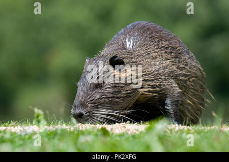 - Ragondin Ragondin (Myocastor coypus) Ragondin Banque D'Images