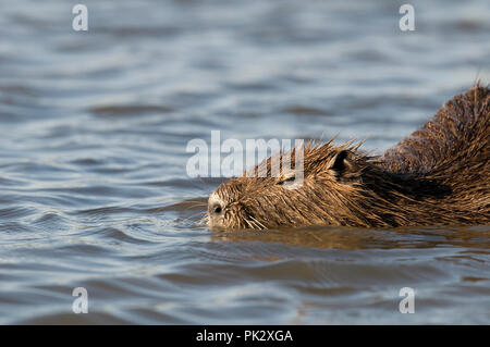 - Ragondin Ragondin (Myocastor coypus) Ragondin Banque D'Images