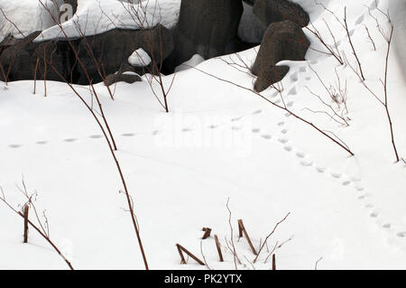 Les voies de red fox (Vulpes vulpes) dans la neige Banque D'Images